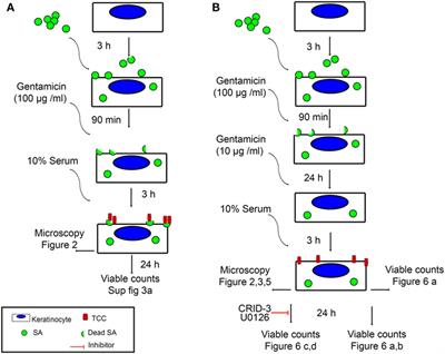 Persistent Intracellular Staphylococcus aureus in Keratinocytes Lead to Activation of the Complement System with Subsequent Reduction in the Intracellular Bacterial Load